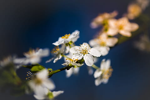 shallow focus photography of white petal flower plant with blue background, closeup photo of white petaled flowers HD wallpaper