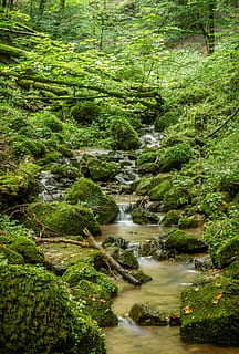 stream in the middle of the forest, bach, valley, hiking, nature HD wallpaper