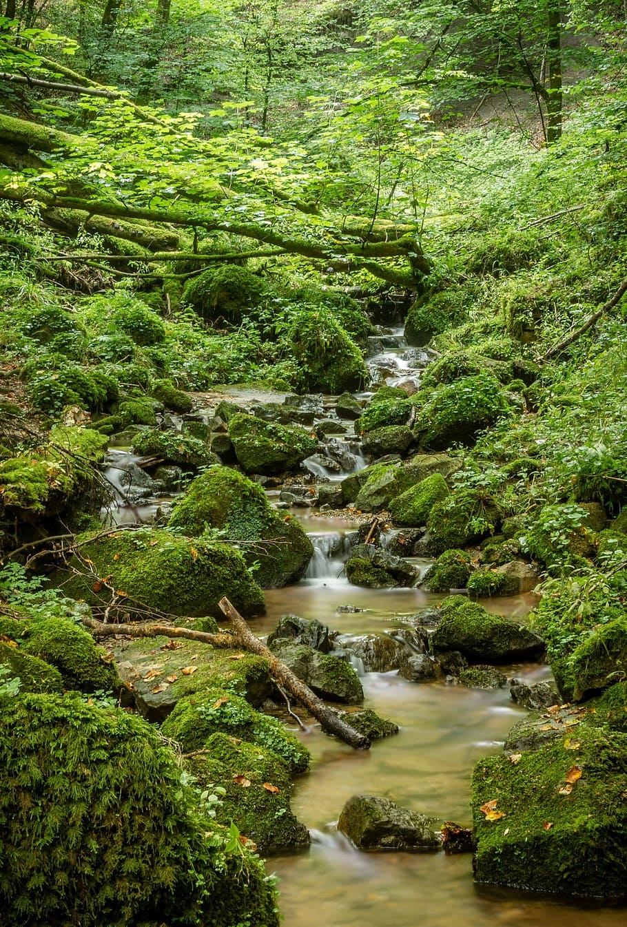 stream in the middle of the forest, bach, valley, hiking, nature HD wallpaper