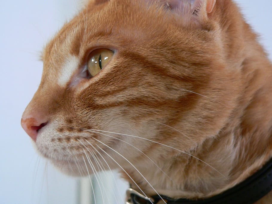 cat, red, kitten, head, one animal, animal themes, pets, mammal HD wallpaper