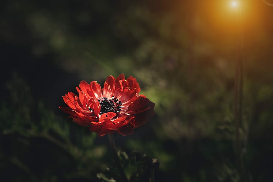 closeup photography of red petaled flower, anemone, red anemone