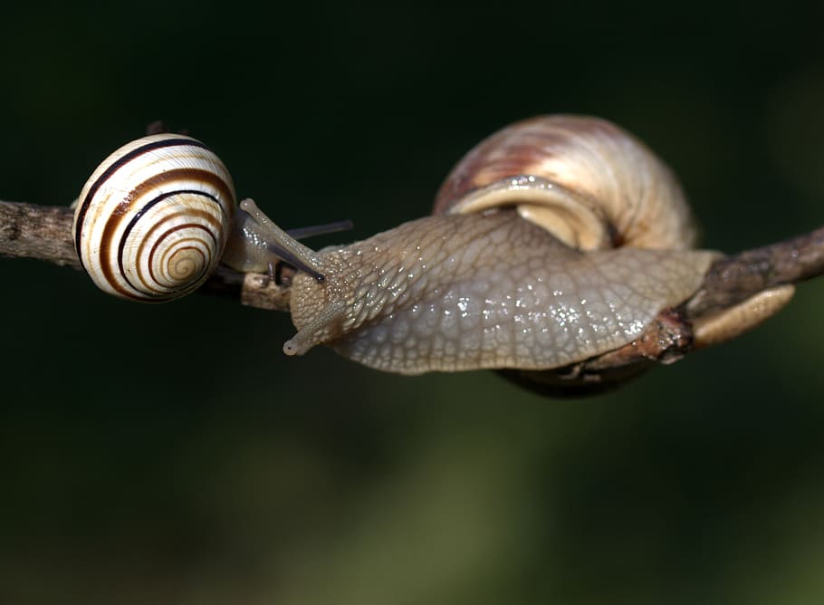 snails, casey, hooked, shell, horns, animal, animal wildlife HD wallpaper