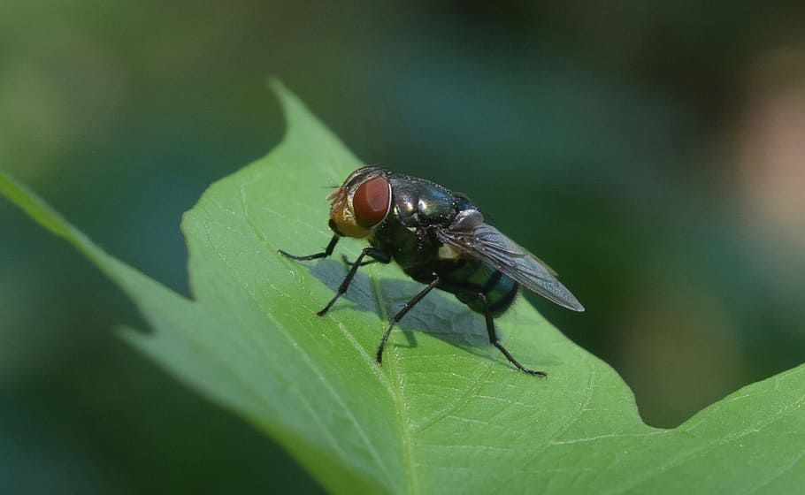 fly, leaf, micro, green, foreground, invertebrate, insect, animal themes HD wallpaper