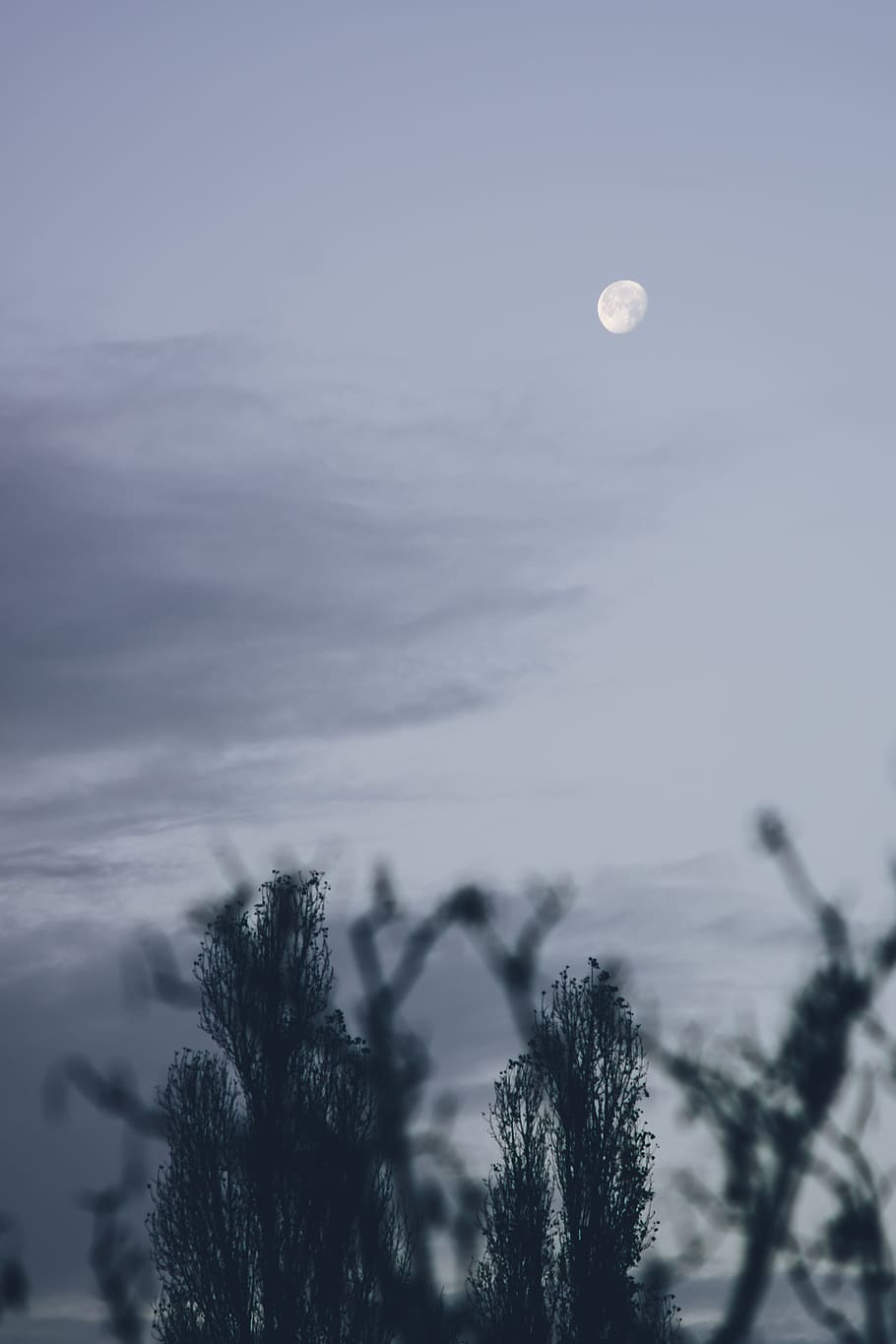 Early morning moon, nature, sky, outdoors, tree, winter, cloud - Sky HD wallpaper