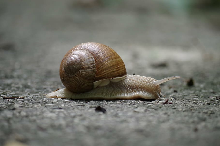 close up photography of garden snail, conch, slow, insects HD wallpaper