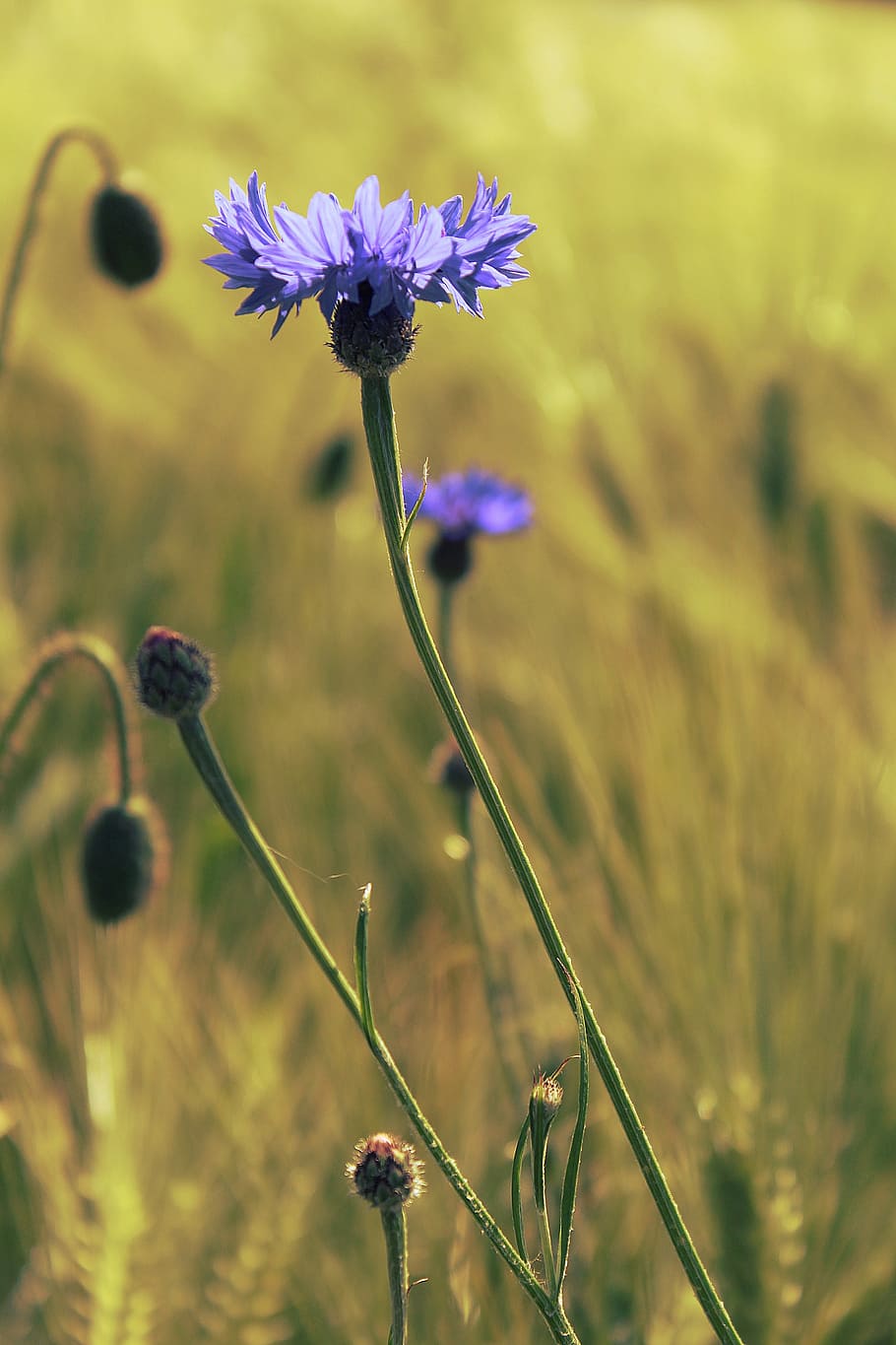 purple cornflower, cornflowers, cornfield, blue, nature, summer HD wallpaper