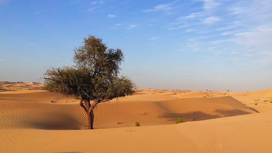 green leafed tree on sand, Desert, Sand, Abu Dhabi, landscape HD wallpaper
