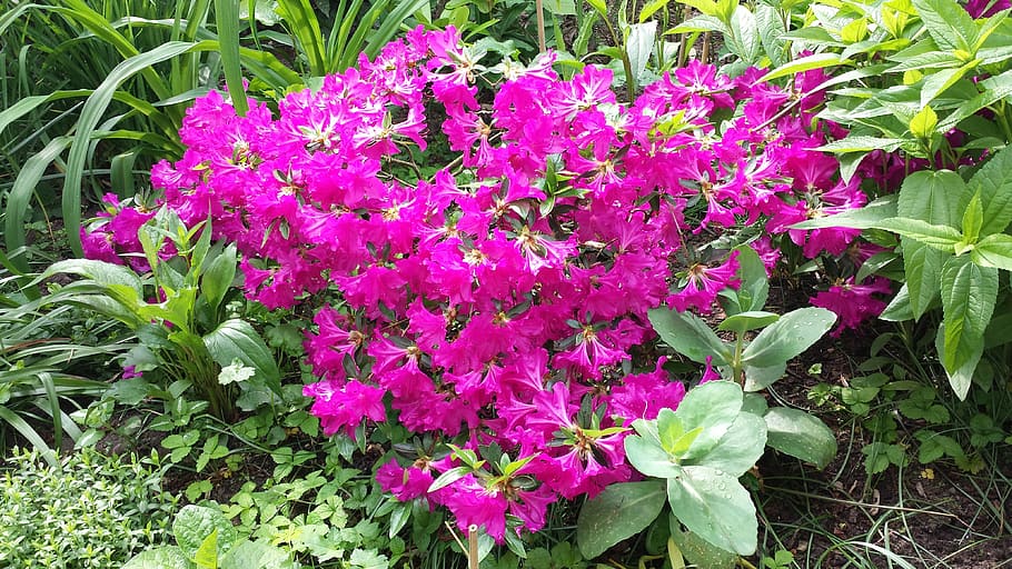 azalea, flowers, shrubs, flowering plant, beauty in nature HD wallpaper