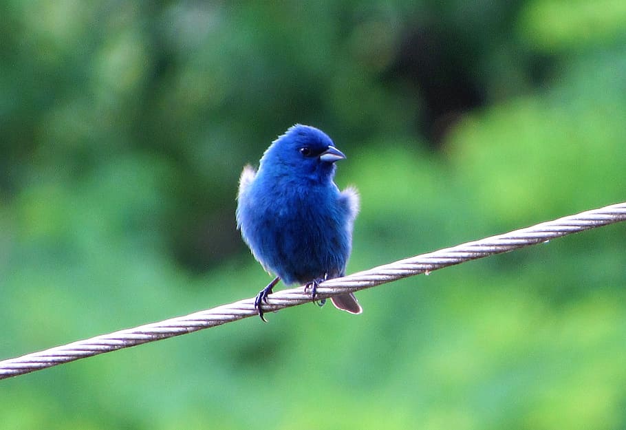 blue short beaked bird perched on wire, selective focus, photo HD wallpaper