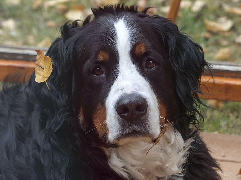 black, white, and brown Saint Bernard dog, head, portrait, canine
