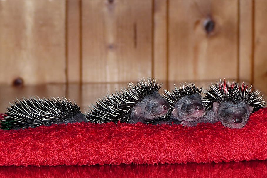 four porcupines, mammal, hedgehog, erinaceus, young, baby, 1 week old, HD wallpaper