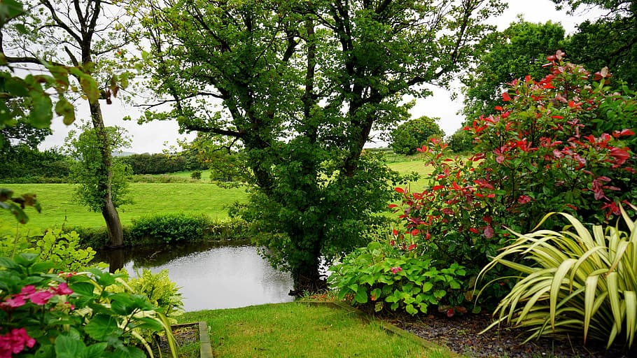 green leaf tree, countryside, landscape, grass, spring, nature HD wallpaper