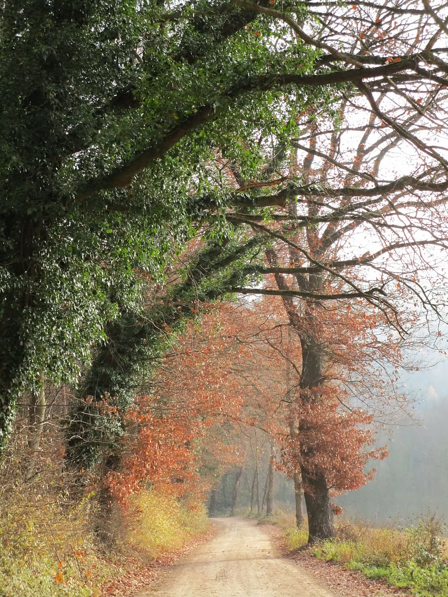 Fog, Colourless, Forest, Path, forest path, autumn forest, diffused light HD wallpaper