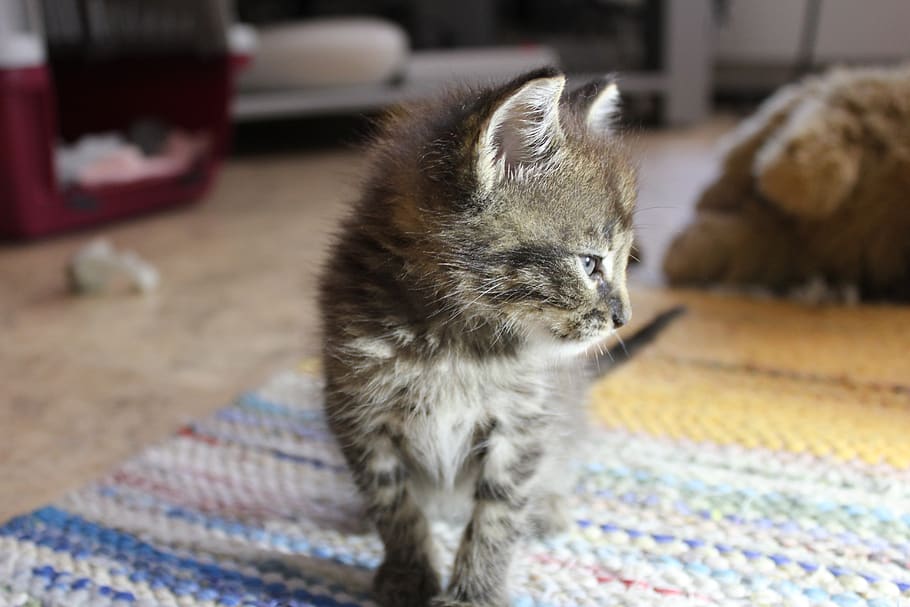 cat, kitten, pet, mammal, pets, domestic, animal, one animal HD wallpaper