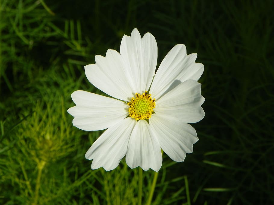 Corner, Cosmos, a finish, flower, white color, petal, nature HD wallpaper