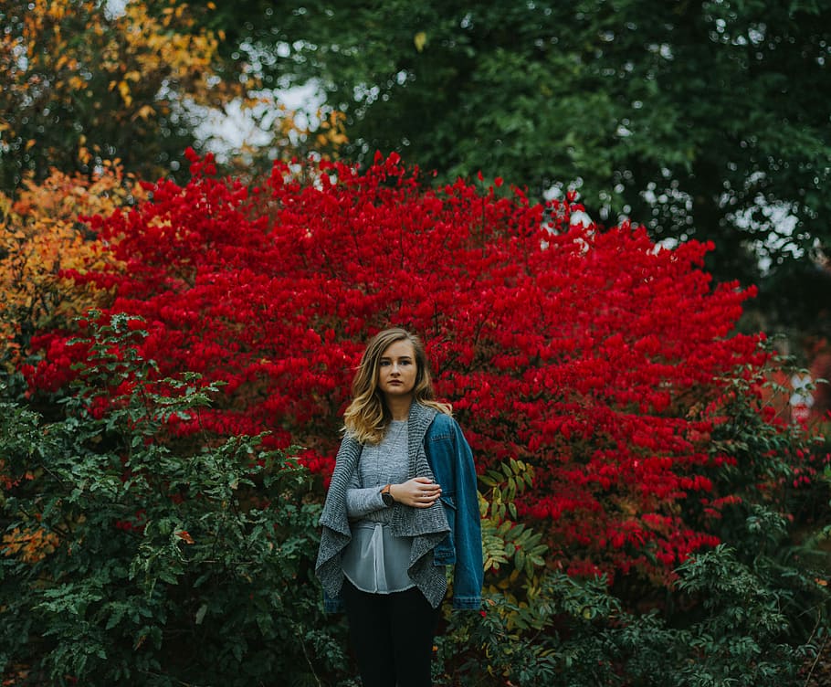 woman in blue cardigan standing near red petaled flowers, woman standing behind red flowers, HD wallpaper