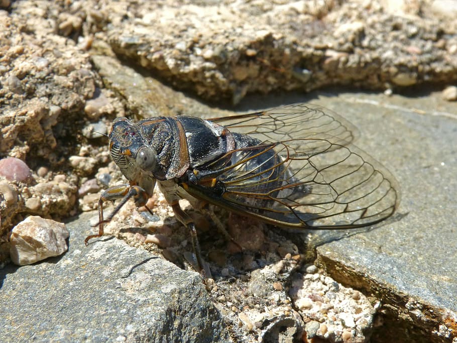 cicada, i cicádido, crayfish, summer cri-cri, insect, detail, HD wallpaper