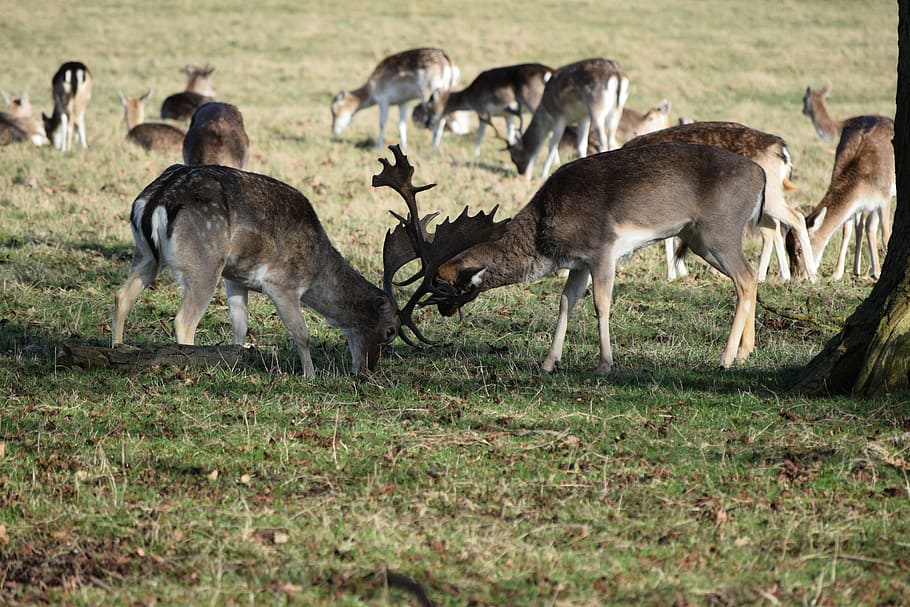 Deer, Fight, Nature, animal wildlife, animals in the wild, grass HD wallpaper