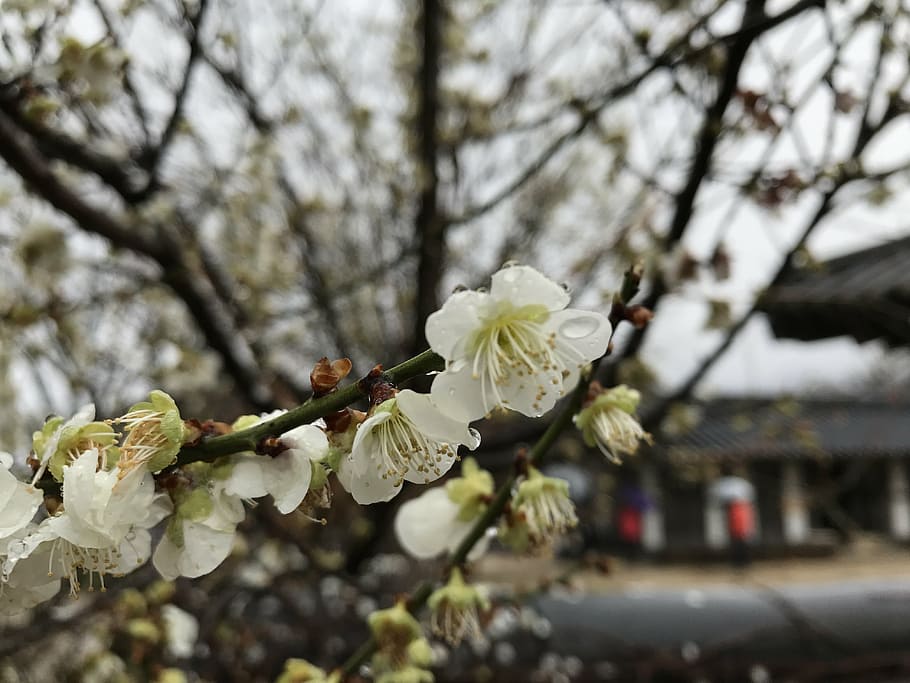 pear, korea, flower, outing, enjoy the spring, flowers, flowering plant HD wallpaper