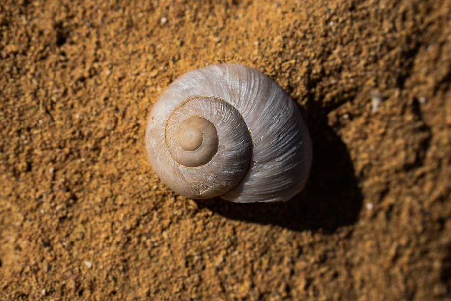 fossil, shell, shellfish, nature, seashore, rock, animal, animal wildlife HD wallpaper