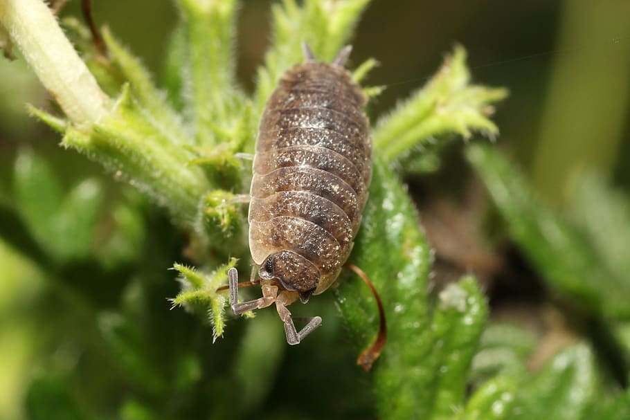 porcellio scaber, insect, macro photography, nature, caterpillar, HD wallpaper
