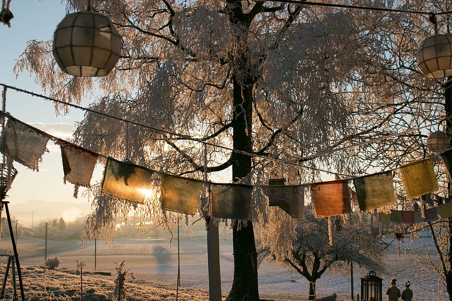 winter, frozen, morning, sunrise, switzerland, zürcher oberland, HD wallpaper