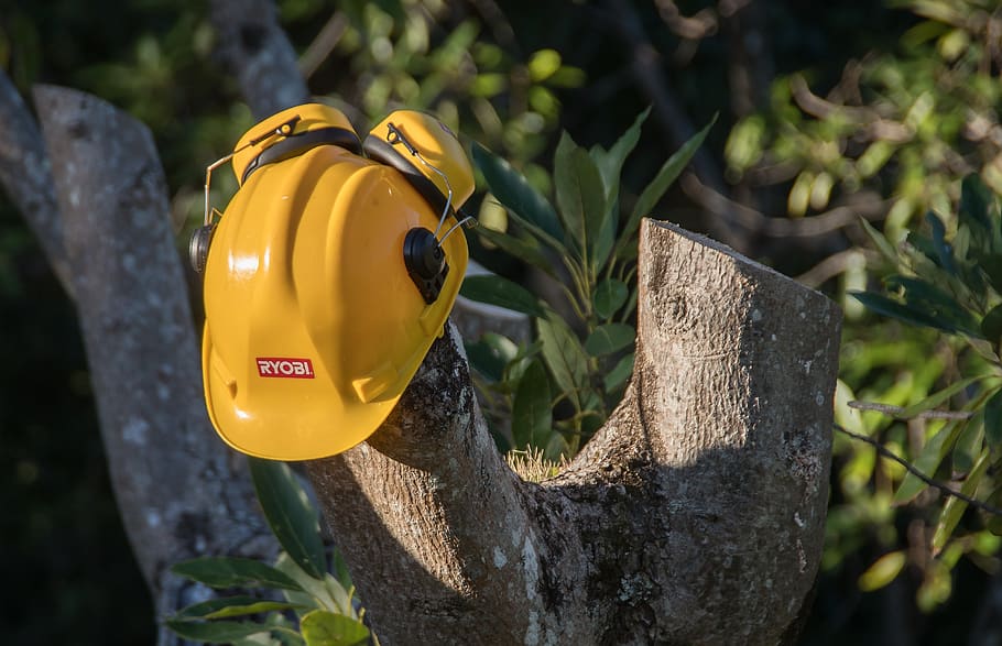 tree, sawn, pruning, hard hat, timber, cut, wood, avocado tree HD wallpaper