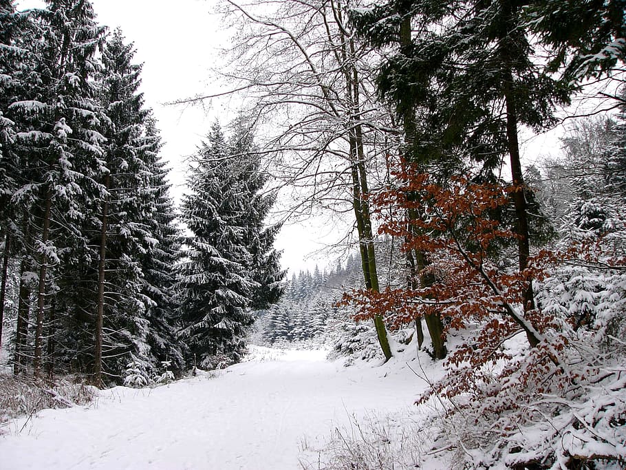 photo of brown and green trees under white sky at daytime, winter HD wallpaper