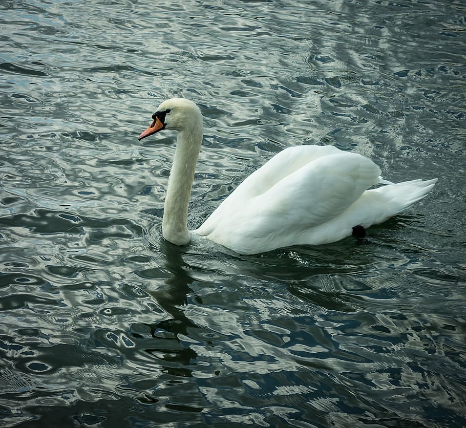 swan, bird, water, animal themes, animals in the wild, vertebrate HD wallpaper