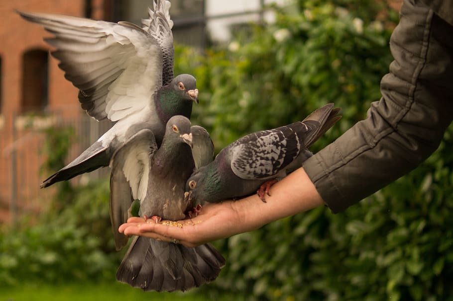 three black and blue birds, pigeon, hand, person, feeding, wings, HD wallpaper