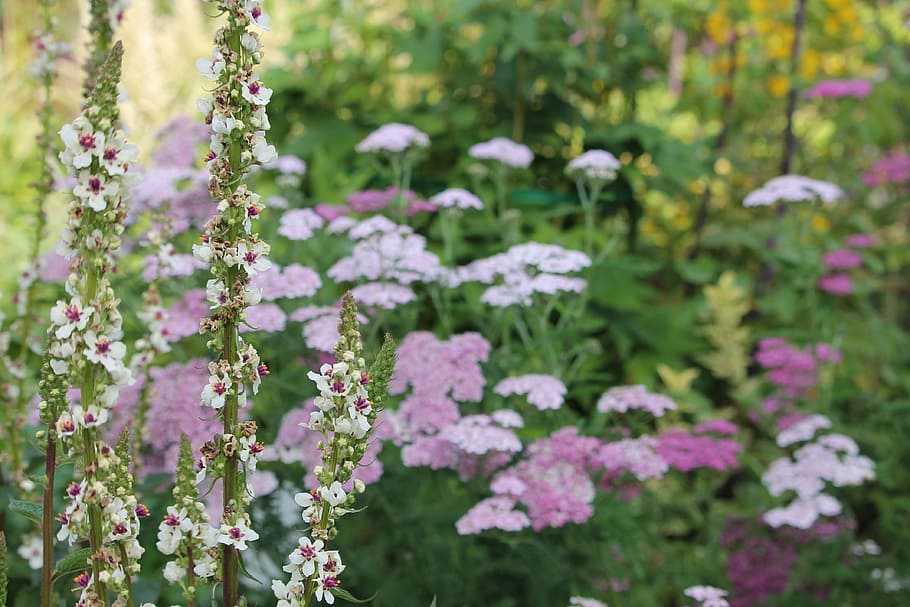 flowers, pink, white, bloom, summer, floral background, plant HD wallpaper