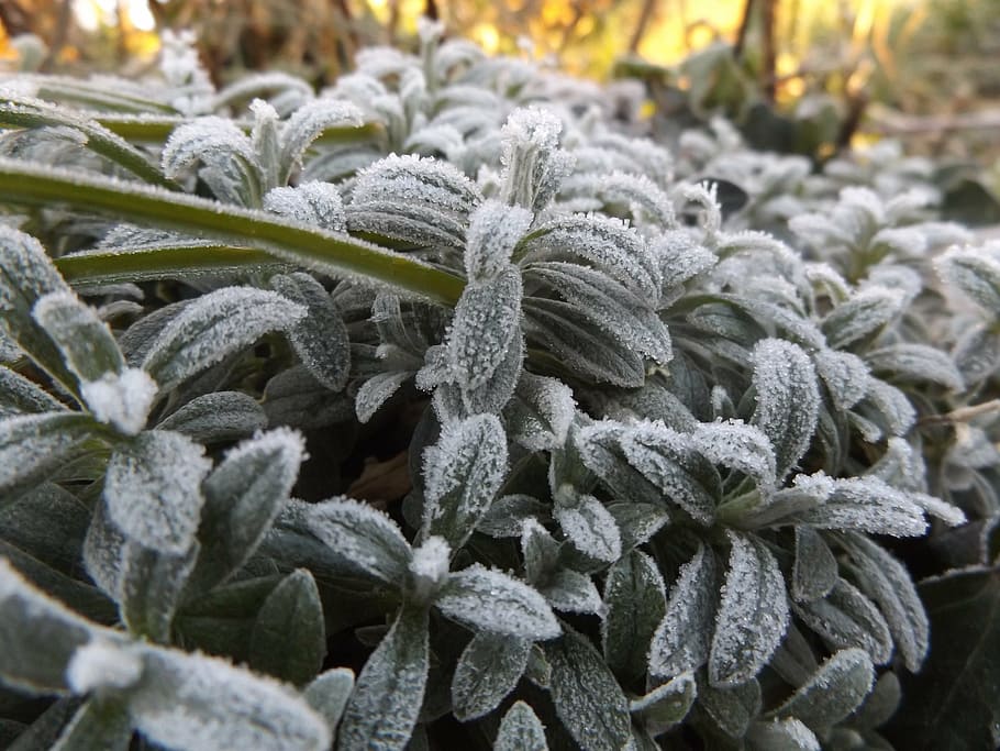 Айс холод. Картинка Frosty. Frozen leaves. Заморозки картинки с авторским правом. Цветок заморожен в чём-то сером.