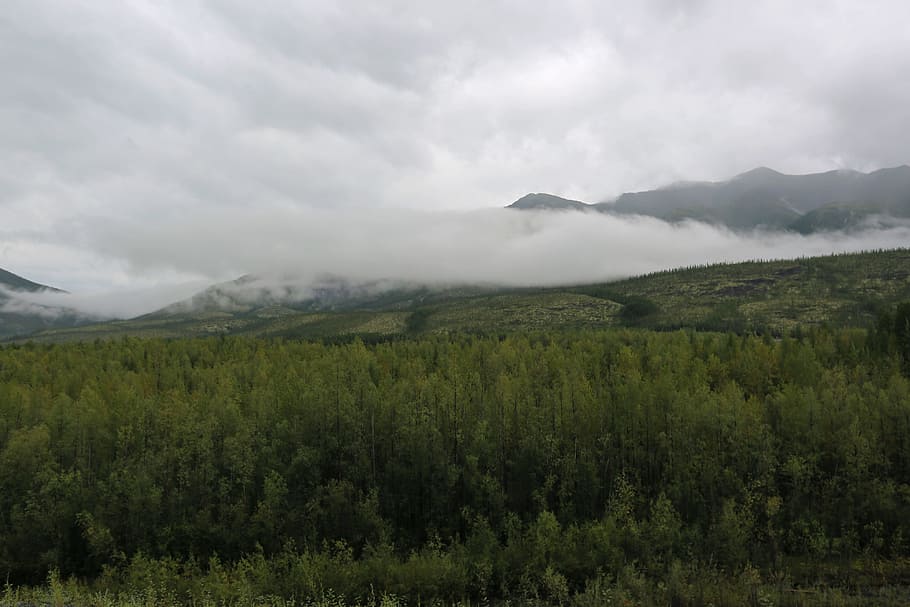 forest, cloud, after the rain, evening, plant, environment HD wallpaper