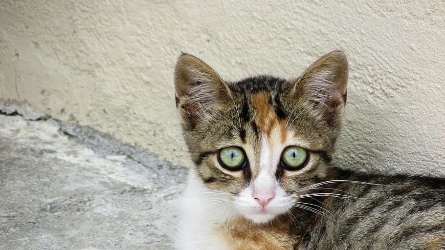 Cat, Stray, Animal, Kitten, looking, kitty, eyes, outdoor, lovely HD wallpaper