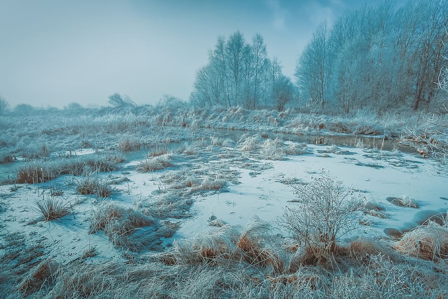 winter, snow, cold, nature, outdoors, trees, forest, plant HD wallpaper