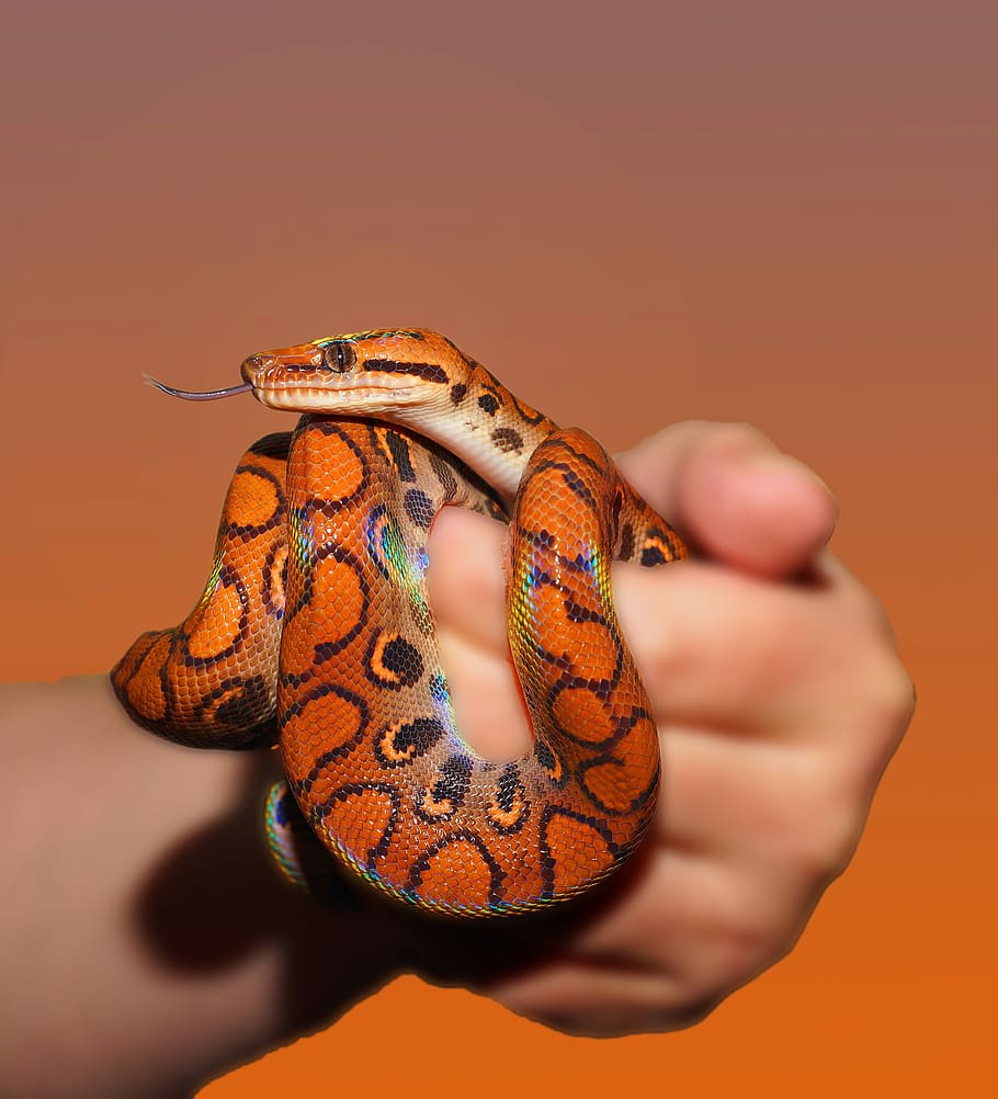 Snake Arm Tattoo Female | TikTok
