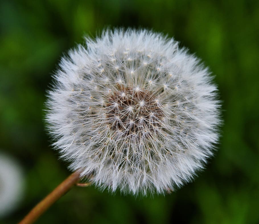 Dandelion, Nature, flower, fragility, close-up, plant, flowering plant HD wallpaper