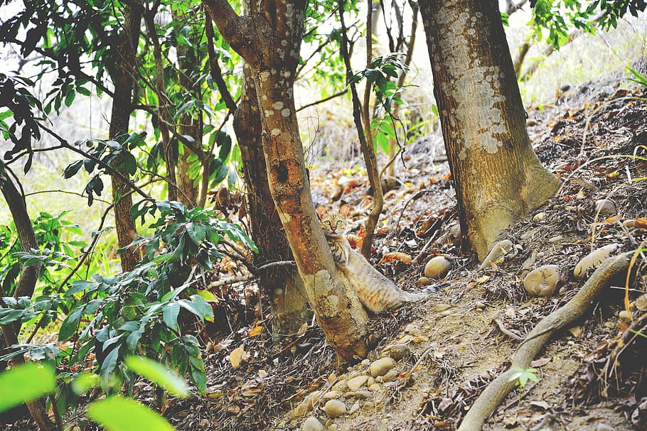 tree, trunks, roots, woods, forest, hill, environment, nature HD wallpaper