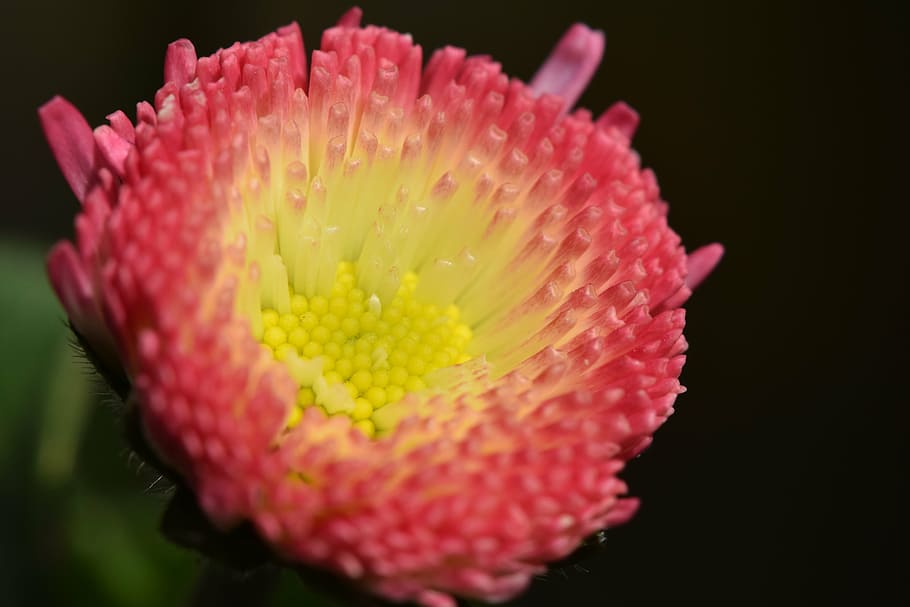 flower, spring, spring flower, flourished, plant, blossom, bloom HD wallpaper