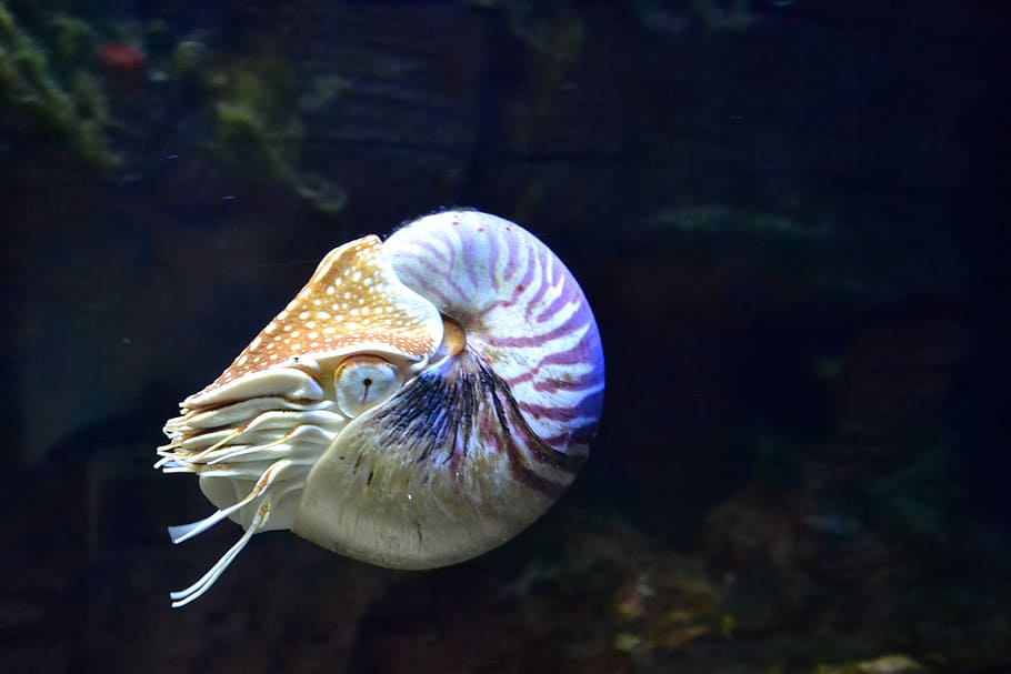 Nautilus in the water, photos, marine, mollusk, public domain