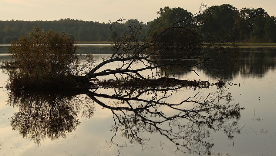 nature, landscape, evening, flood, tree, water, lake, reflection HD wallpaper