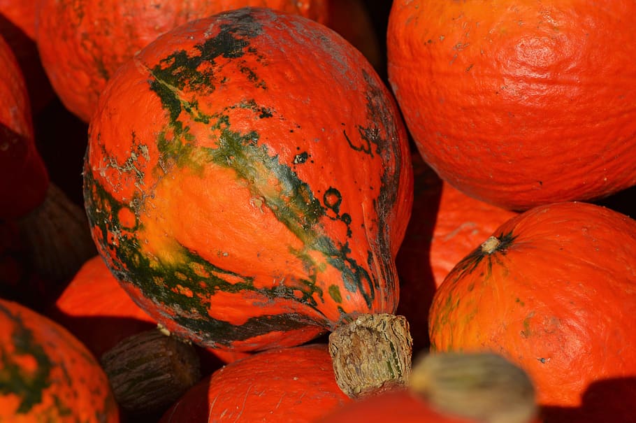 pumpkin, fruit, orange, autumn, cucurbita maxima, choose, large HD wallpaper
