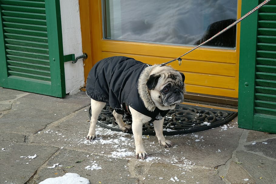 fawn pug standing near brown door, dog, winter, cold, pet, cute HD wallpaper