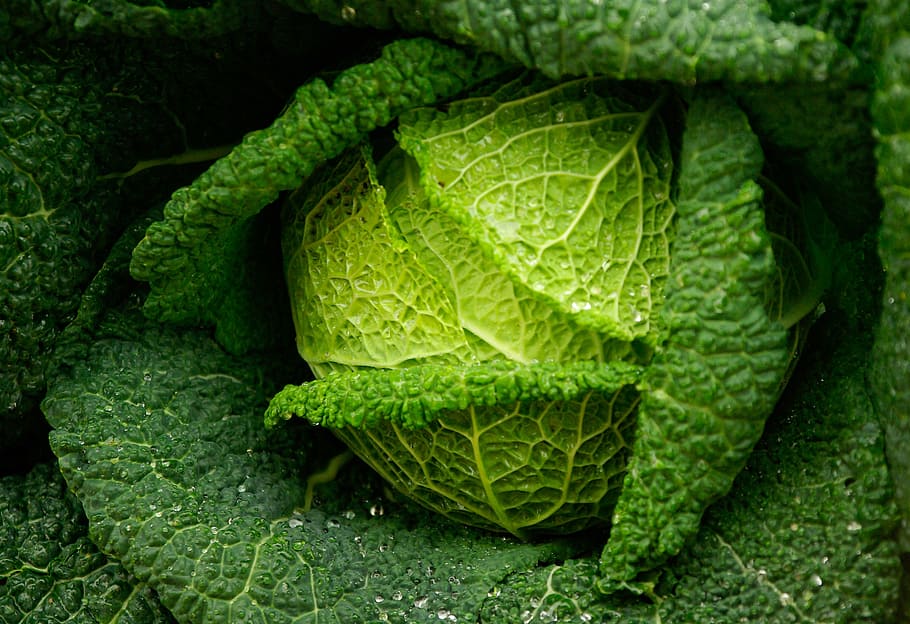 focus photo of \green vegetable, cabbage, freshness, garden HD wallpaper