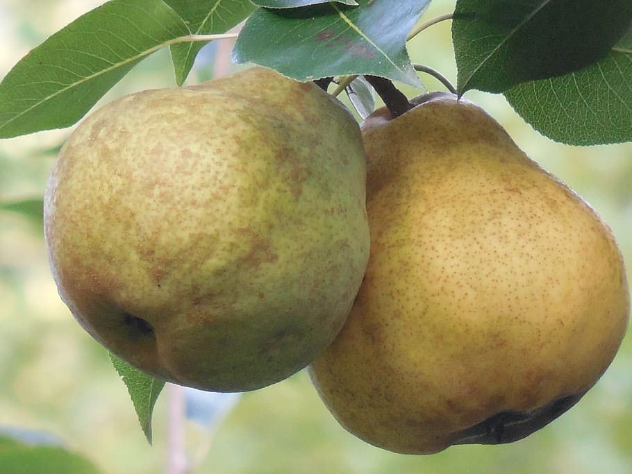 pears, fruit, fresh, food, healthy, sweet, green, ripe, nature HD wallpaper