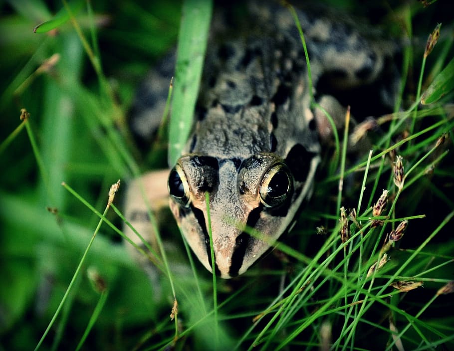 frog, ecosystem, one animal, animal themes, animal wildlife HD wallpaper