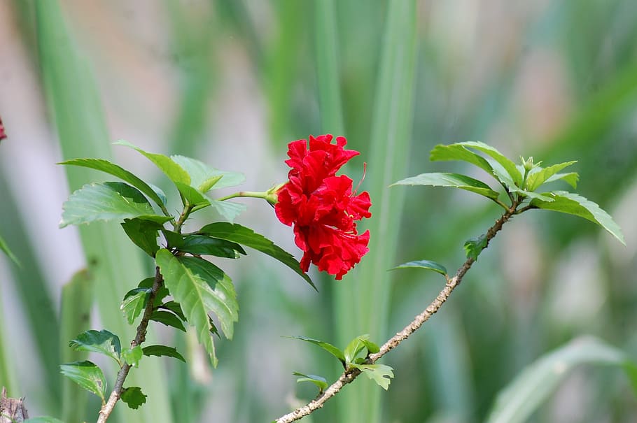 flower, camera, red, nature, plant, beauty in nature, flowering plant HD wallpaper