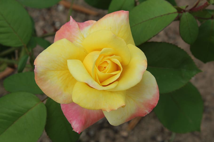 flower, spring, yellow, nature, life, joy, peace, rosa, garden HD wallpaper