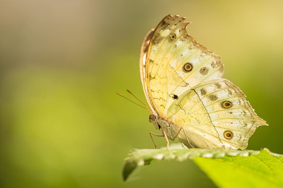 butterfly, macro, nature, bug, garden, summer, wings, schmetterling HD wallpaper
