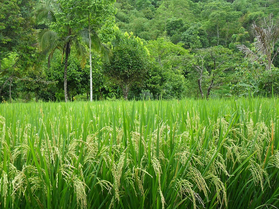 Paddy, Palm, Asia, Java, green, green color, agriculture, nature HD wallpaper